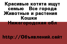 Красивые котята ищут семью - Все города Животные и растения » Кошки   . Нижегородская обл.